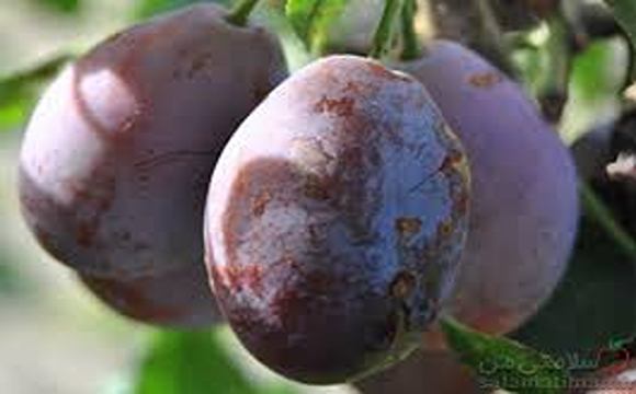 تصویر 5 از قیمت آلو بخارا درجه یک + خرید باور نکردنی